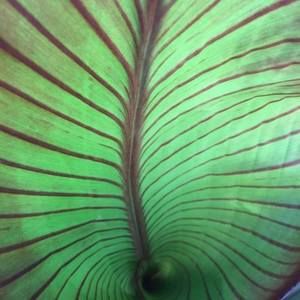 Meet your Posher, Vivian